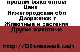 продам быка оптом › Цена ­ 270 - Нижегородская обл., Дзержинск г. Животные и растения » Другие животные   
